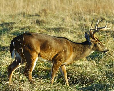 Eight Point Buck