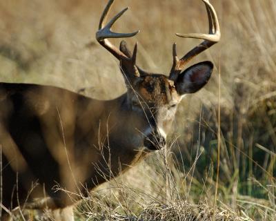 Eight Pointer Face Off