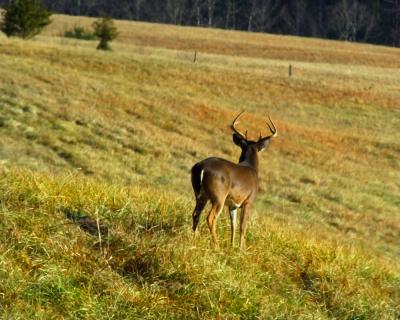 Buck on a Knoll