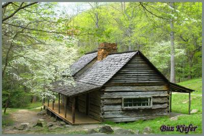 Dogwoods Blooming at Ogle Place