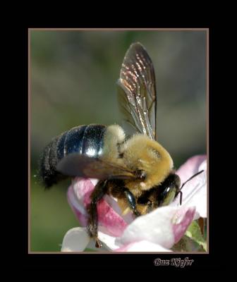 Flying Bumble Bee on Apple Blossom