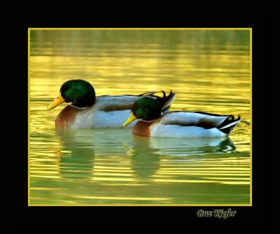 Mallards in Afternoon Light