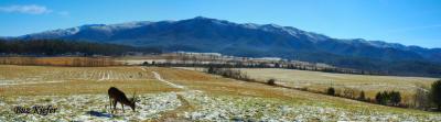 Cades Cove Pano