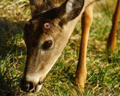 Antler Shedding Time