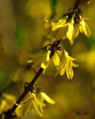 Forsythia