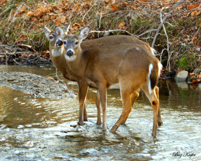 Two Bucks Crossing a Stream
