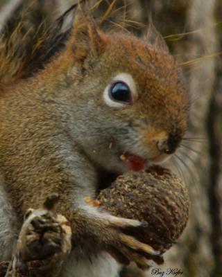 Small Squirrel with Walnut