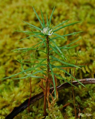 Dew Drop on Pine Seedling in Moss