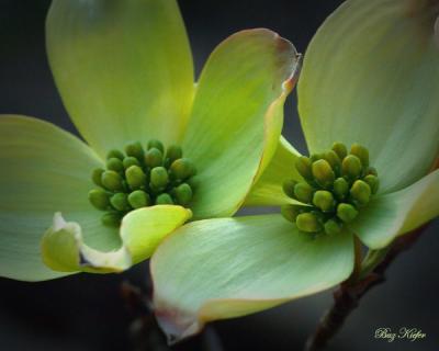 Opening Dogwood Blossoms