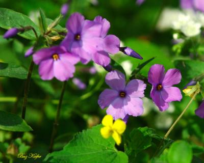 On a Roadside