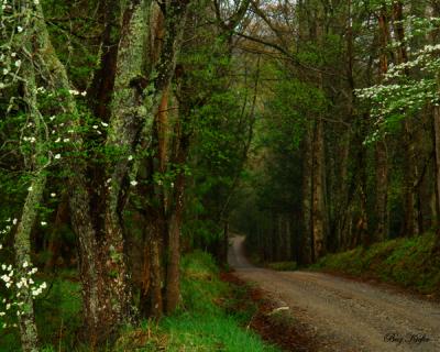 Woodland Road in Spring