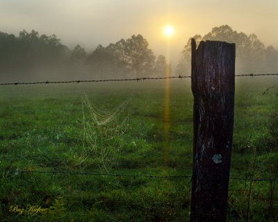 Spider Web and Morning Fog