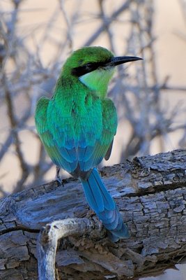 Bee Eater 1