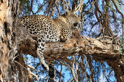 Leopard at Samevloeing 1