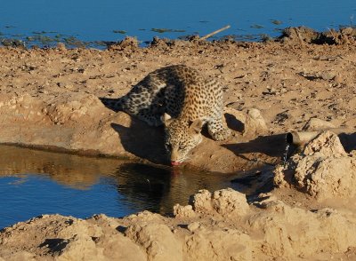 Cub at Samevloeing drinking water