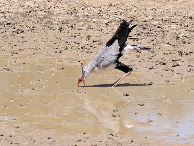 Secretary bird driking