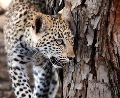 Leopard cub 7