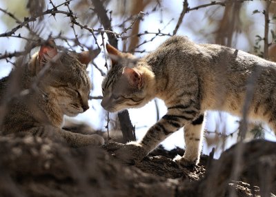 African Wild Cat and Kitten.jpg