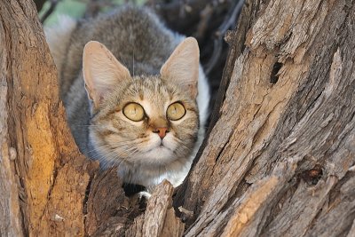 Cats of the Kgalagadi 2009