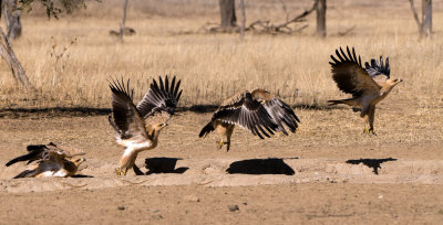 Birds of the Kgalagadi 2009