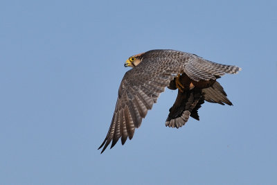 Lanner with prey 5