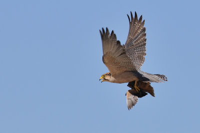 Lanner with prey 4