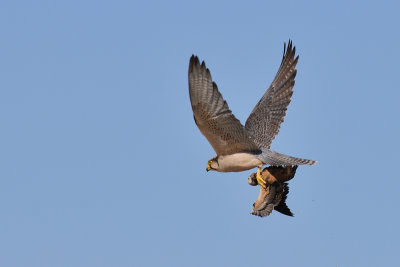 Lanner with prey 3.