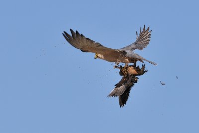 Lanner with prey.