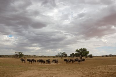 Wildebeest at waterhole 2