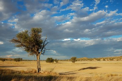 Kgaladagi Landscape 2