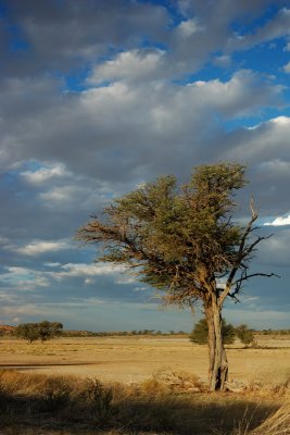 Kgaladagi Landscape 1