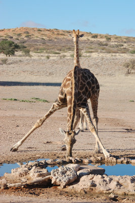 Other Kgalagadi animals 2009