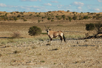 Gemsbok in natural habitat