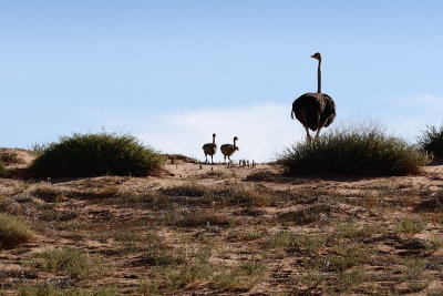 Ostrich mother and chicks