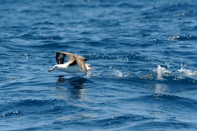 Albatross taking off