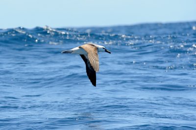 Albatross in flight 1