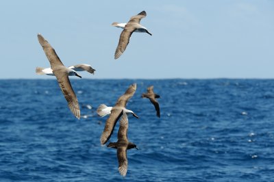 Albatross Convention 1