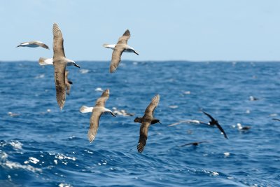 Albatross Convention 2