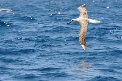 Albatross in flight 3