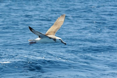 Albatross in flight 5