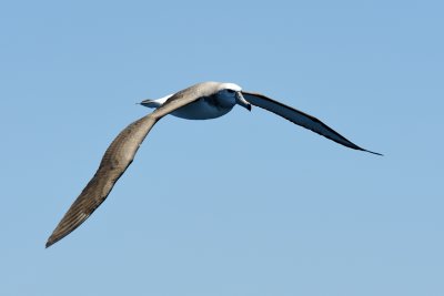 Albatross in flight 7