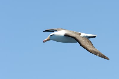 Albatross in flight 9