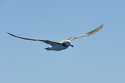 Albatross in flight 8