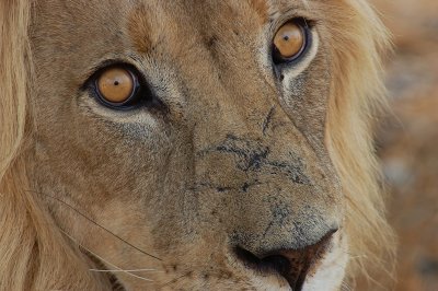 Kgalagadi Transfrontier Park - November 2006