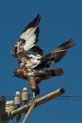 Jackal Buzzard