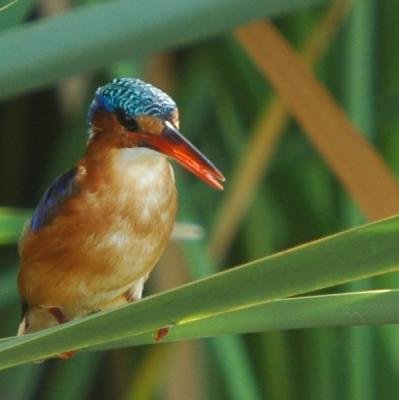 Malachite King Fisher