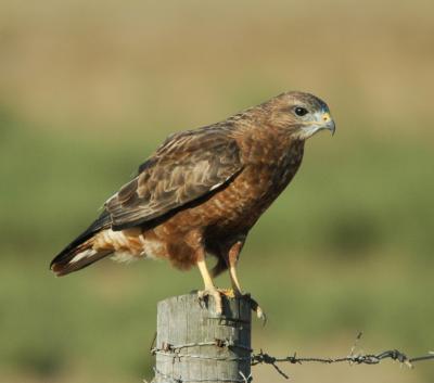 Steppe Buzzard