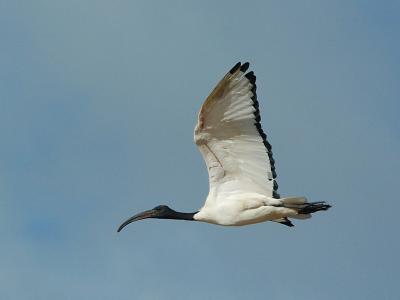 Ibis