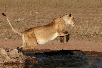 Lion Jumping.