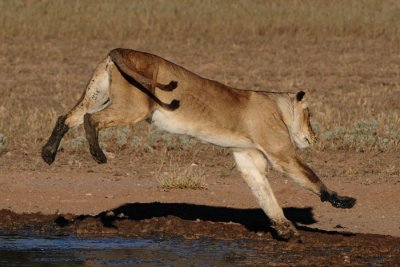 Lion Jumping